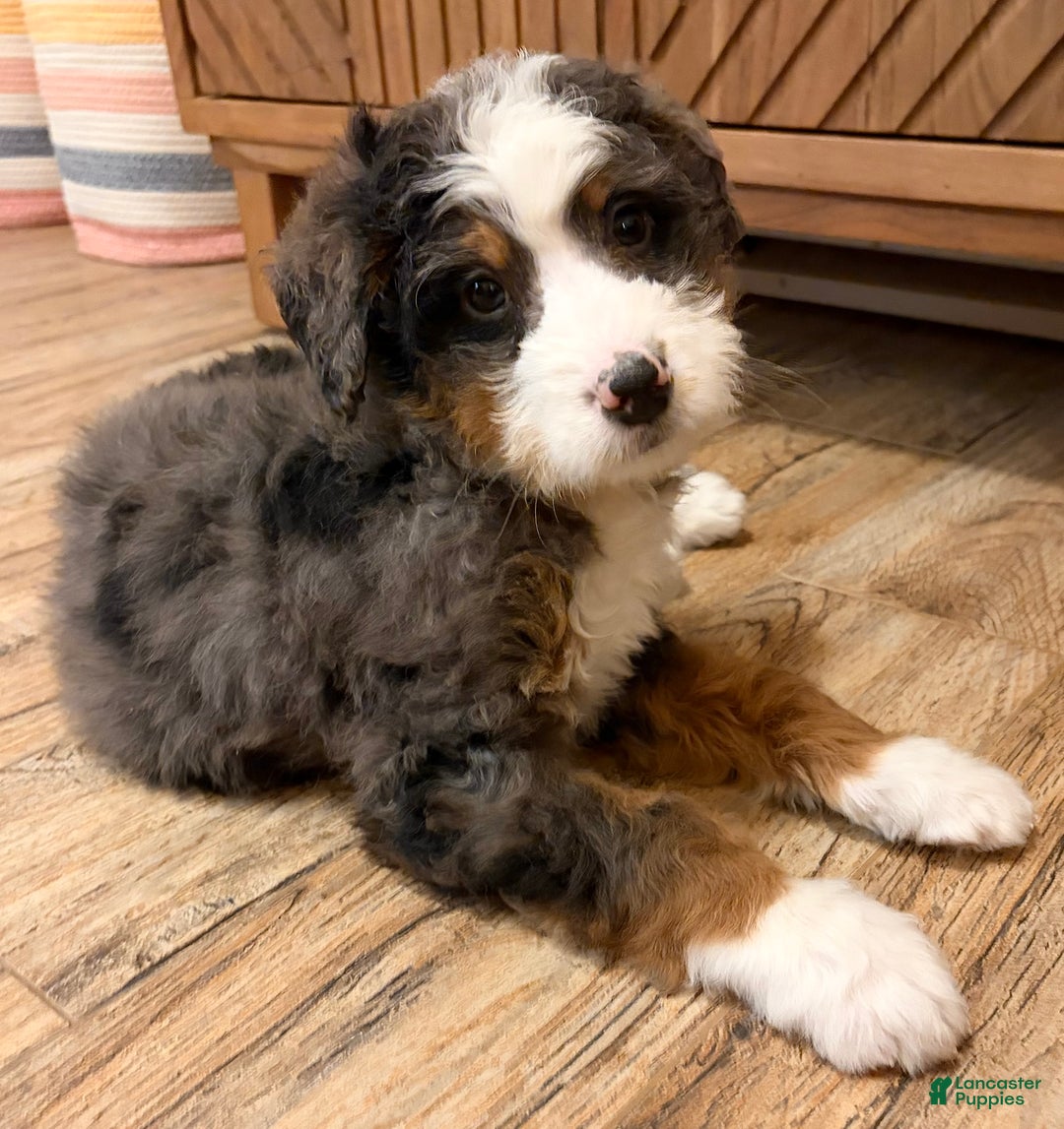 Mini Bernedoodle dogs for sale: 💚 IN BOSTON MASSACHUSETTS AREA 💚 BLUE MERLE TRI COLOR BOY 💚 MINI BERNEDOODLE 💚 - Ad 7