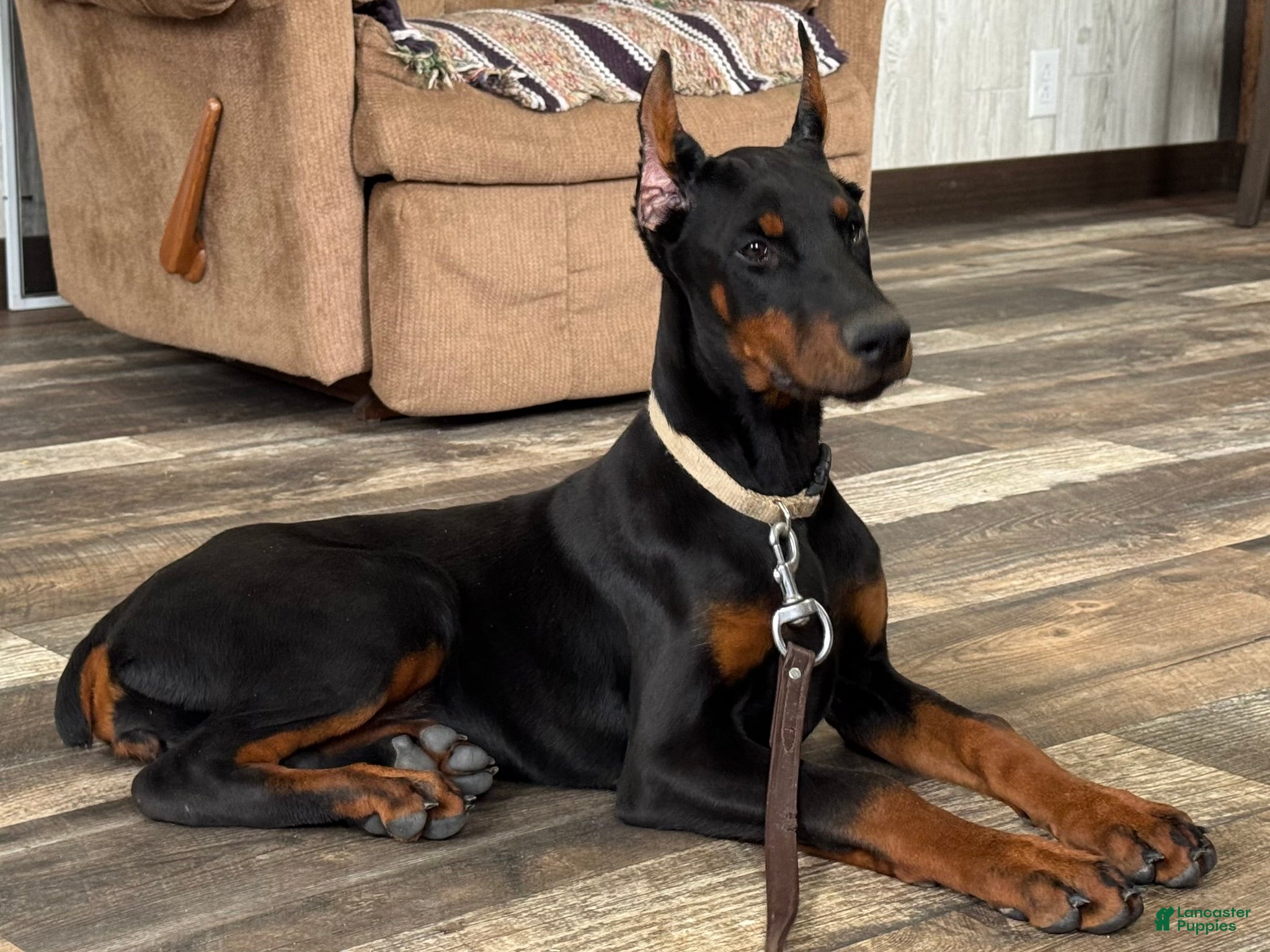 Doberman Pinscher dogs Vespa - Ad 2