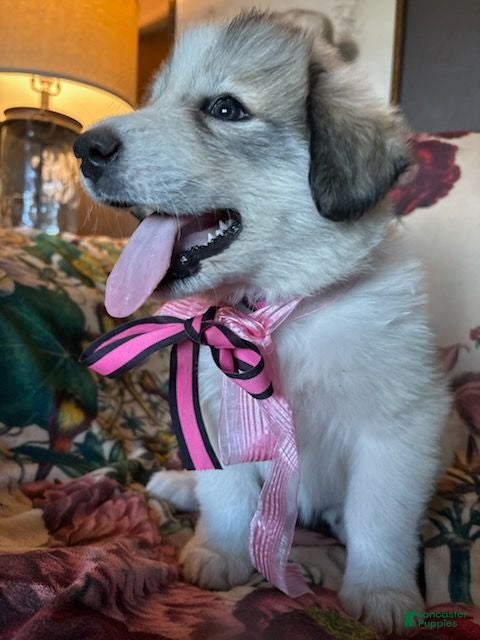 Great Pyrenees dogs Jax  - Ad 15