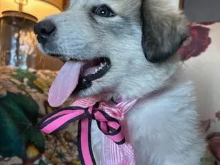 Great Pyrenees dogs Jax - Ad 15