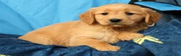 Golden Retriever dogs for sale: Daisy - Ad 7
