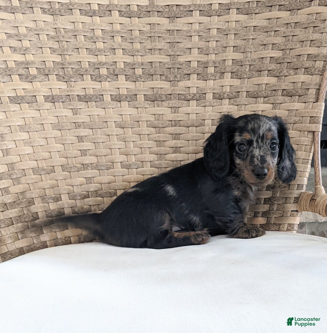 Miniature Dachshund dogs for sale: Jasmine  - Ad 9