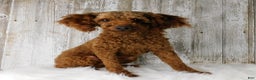 Mini Goldendoodle dogs for sale: Kringle - Ad 8