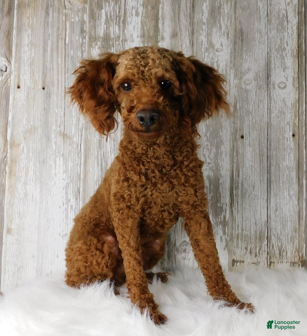 Mini Goldendoodle dogs for sale: Kringle - Ad 8