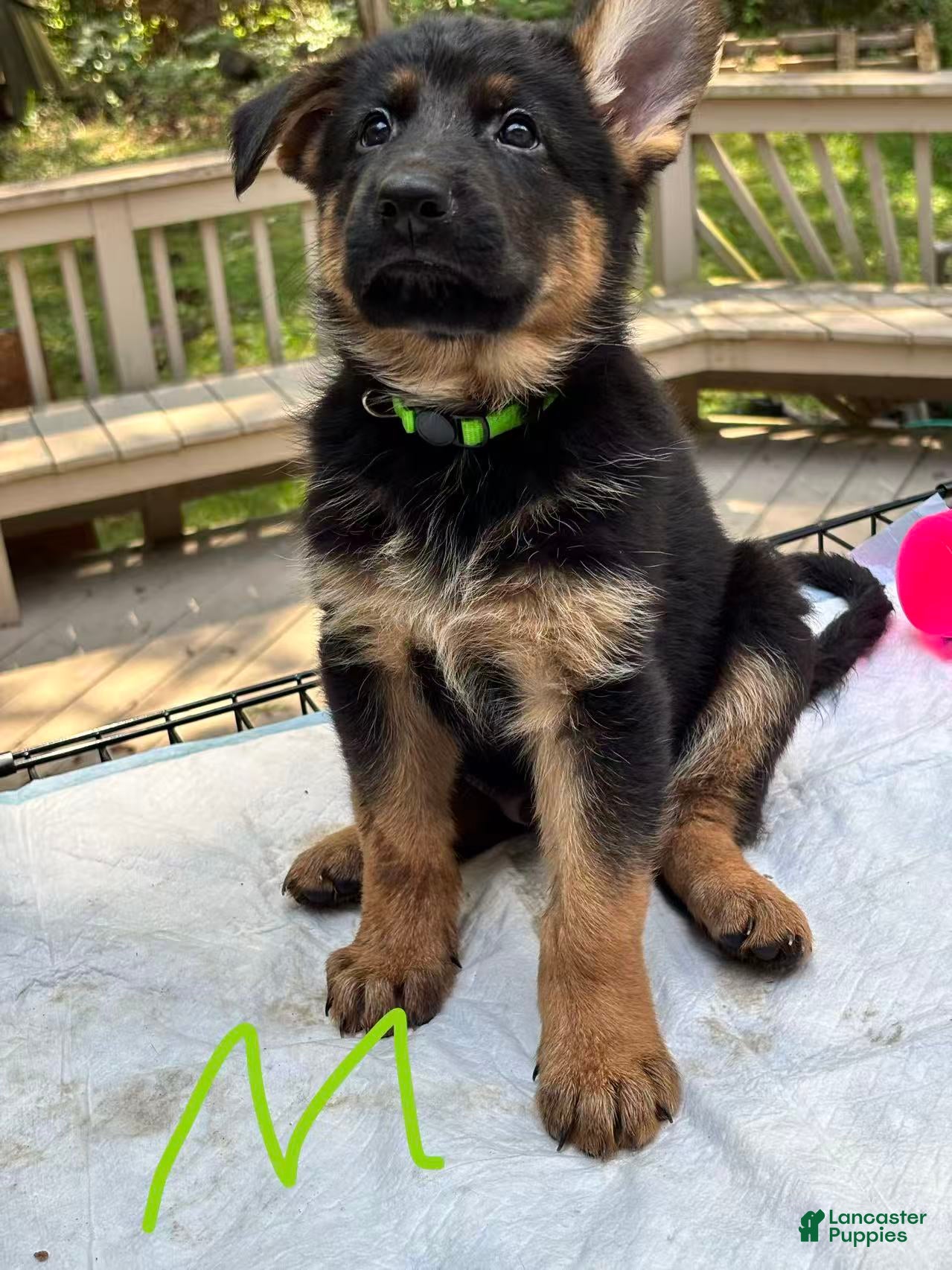 German Shepherd dogs for sale: Rocky - Ad 2