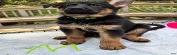 German Shepherd dogs for sale: Rocky - Ad 1