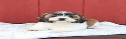 Malshi dogs for sale: Sailor - Ad 5
