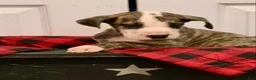 Great Dane dogs for sale: Harry - Ad 3