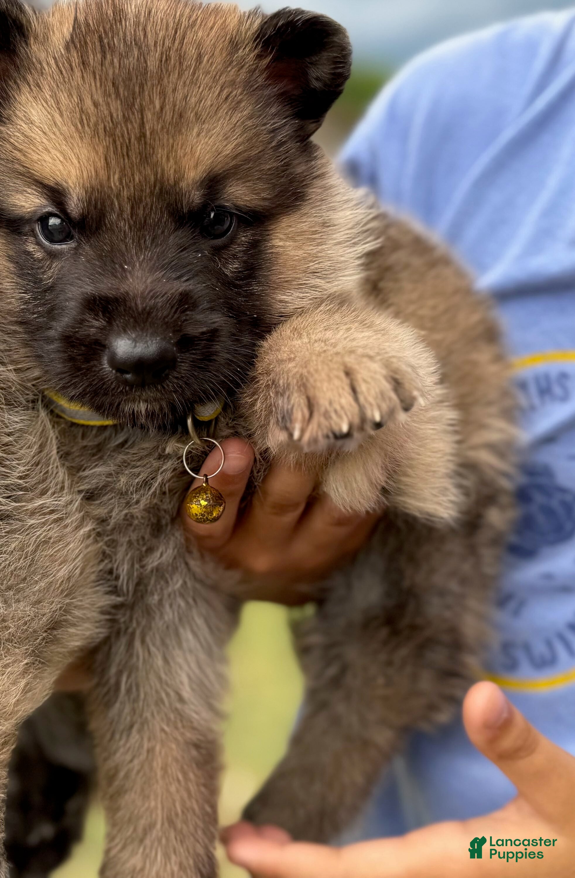 German Shepherd dogs Boy 4  - Ad 3