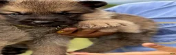 German Shepherd dogs for sale: Boy 4  - Ad 1