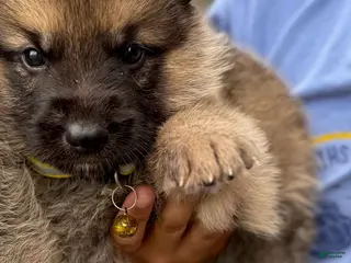 German Shepherd dogs Boy 4 - Ad 3