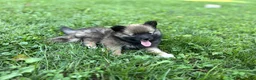 Pomeranian dogs for sale: Princess - Ad 4