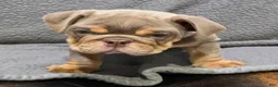 English Bulldog dogs for sale: Dick - Ad 4