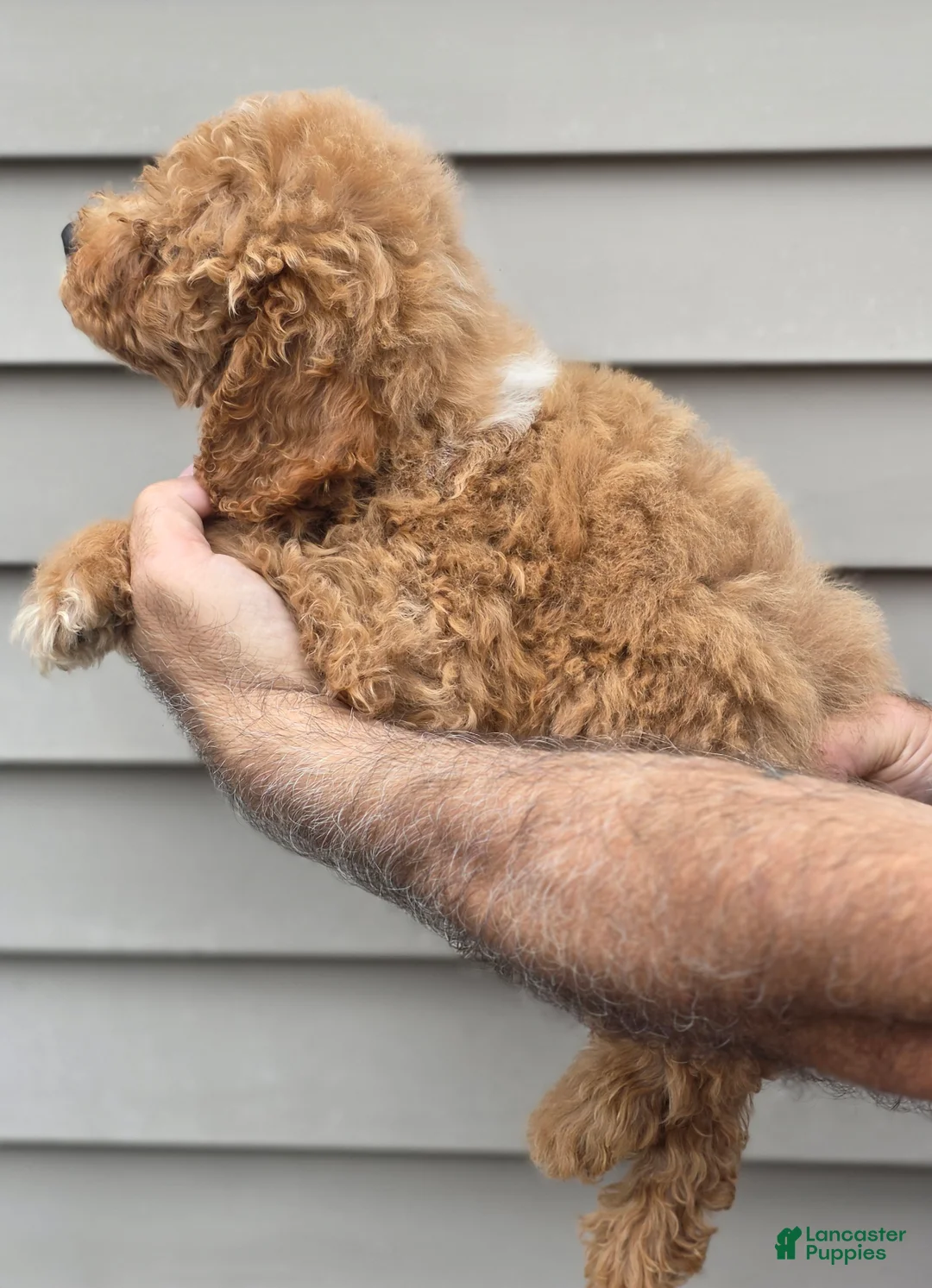 Maltipoo dogs for sale: Chuck - Ad 2
