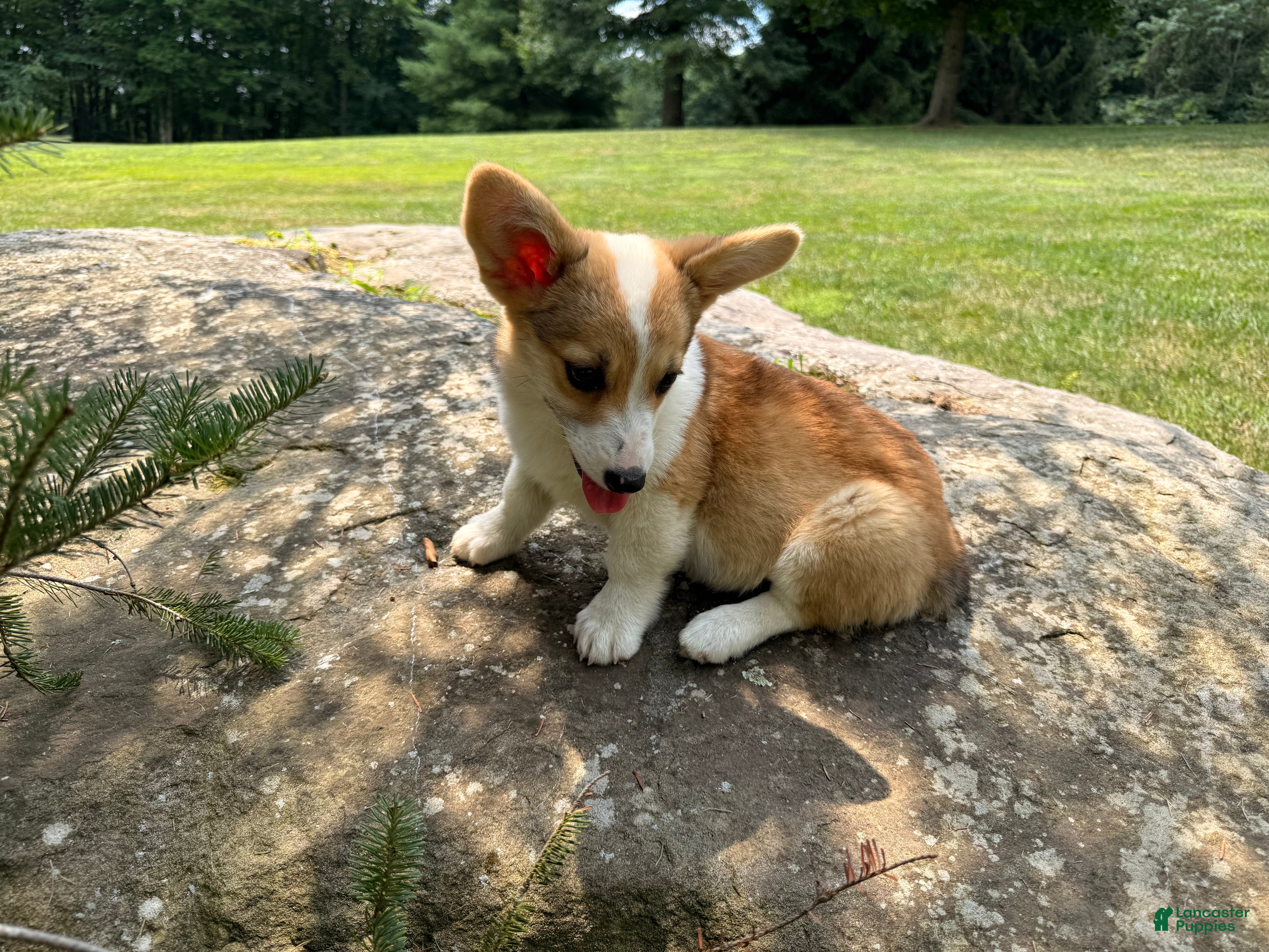 Welsh Corgi Pembroke dogs SKYLER - Ad 2