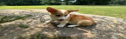 Welsh Corgi Pembroke dogs for sale: SKYLER - Ad 10