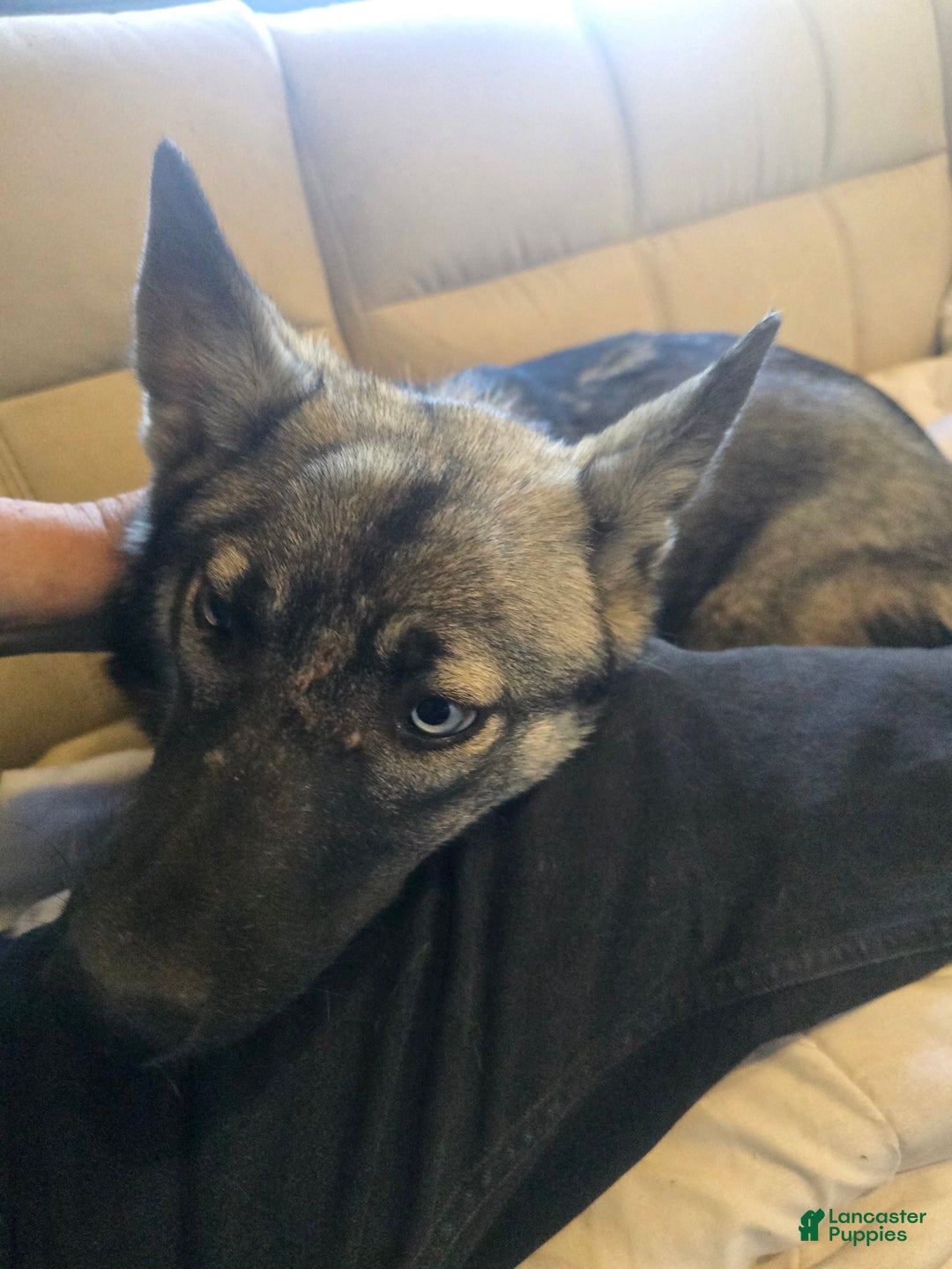 Gerberian Shepsky dogs for sale: Precious  - Ad 4
