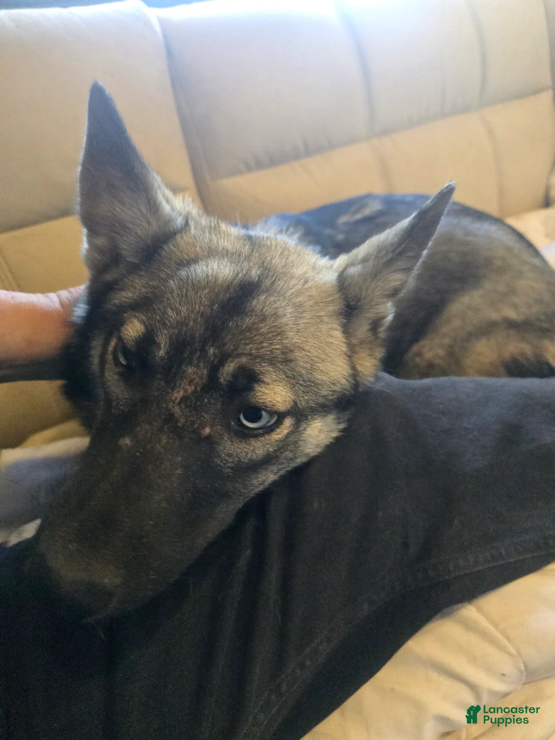 Gerberian Shepsky dogs for sale: Precious  - Ad 4