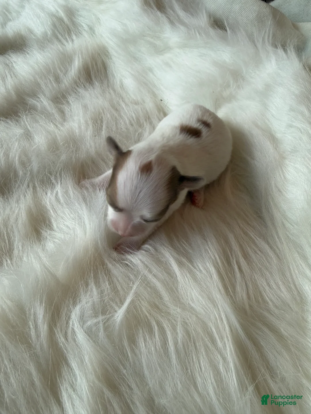 Chihuahua dogs for sale: Chihuahua Puppy 3 - Ad 2