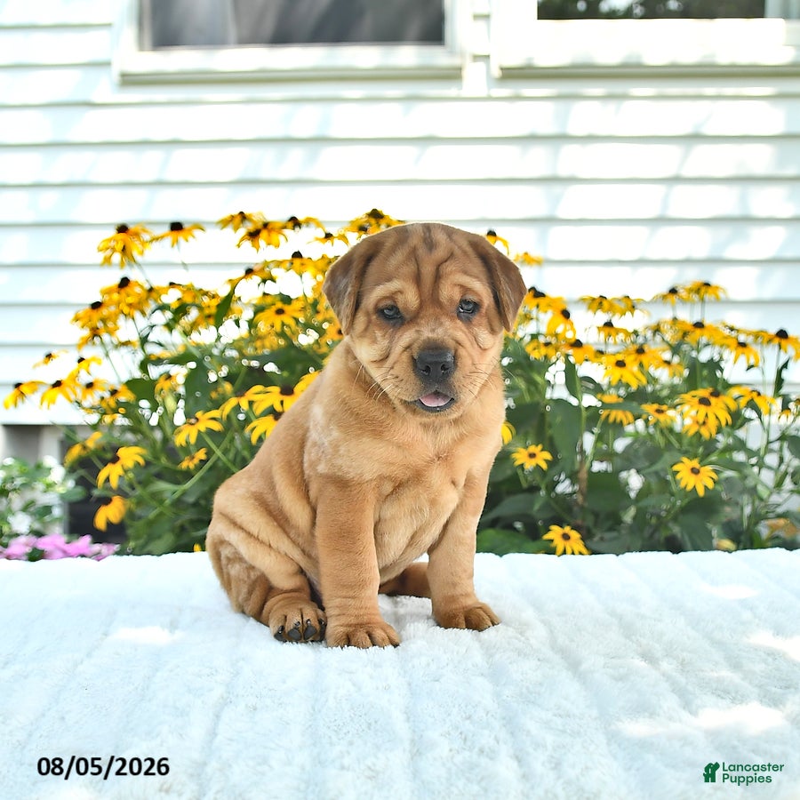 Mini Hippo dogs Mack  - Ad 2
