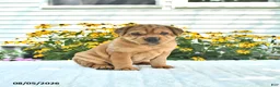 Mini Hippo dogs for sale: Mack  - Ad 2