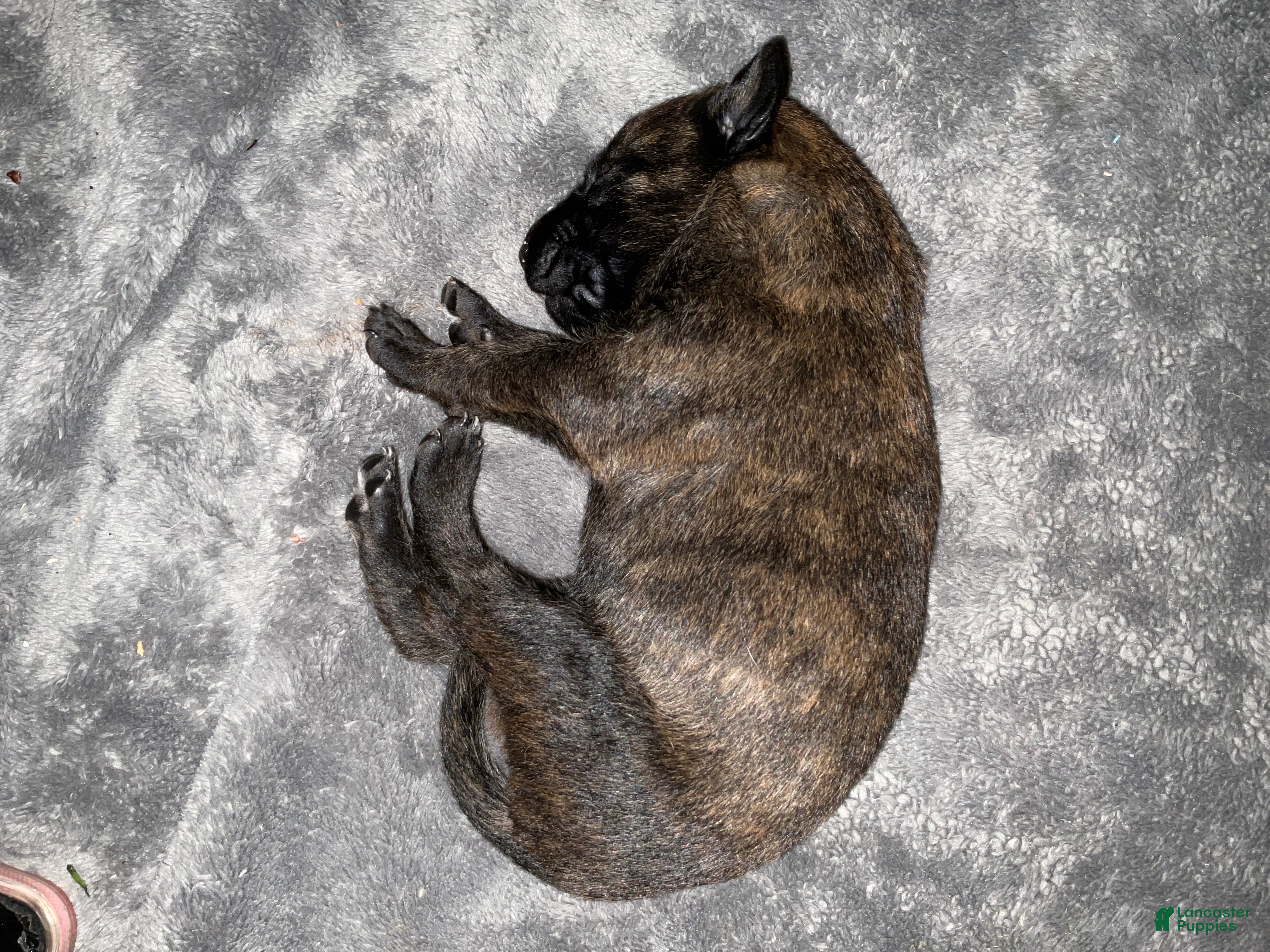 Dutch Shepherd dogs Bentley - Ad 21