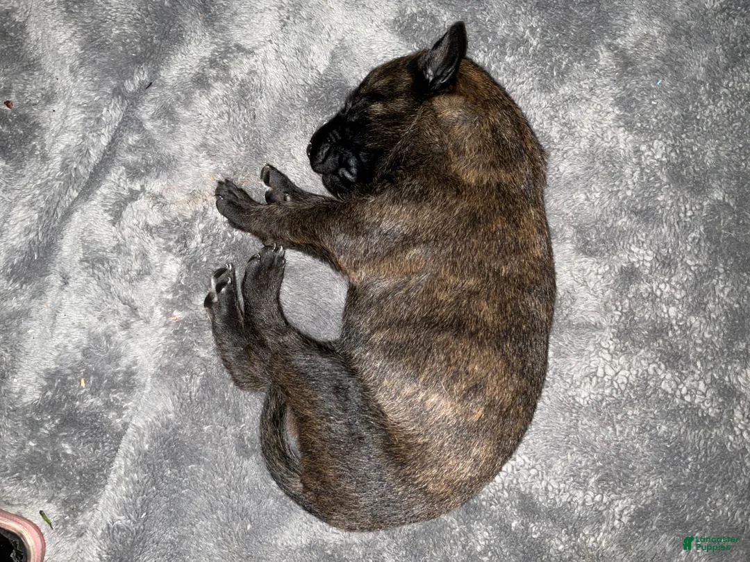 Dutch Shepherd dogs for sale: Bentley - Ad 1