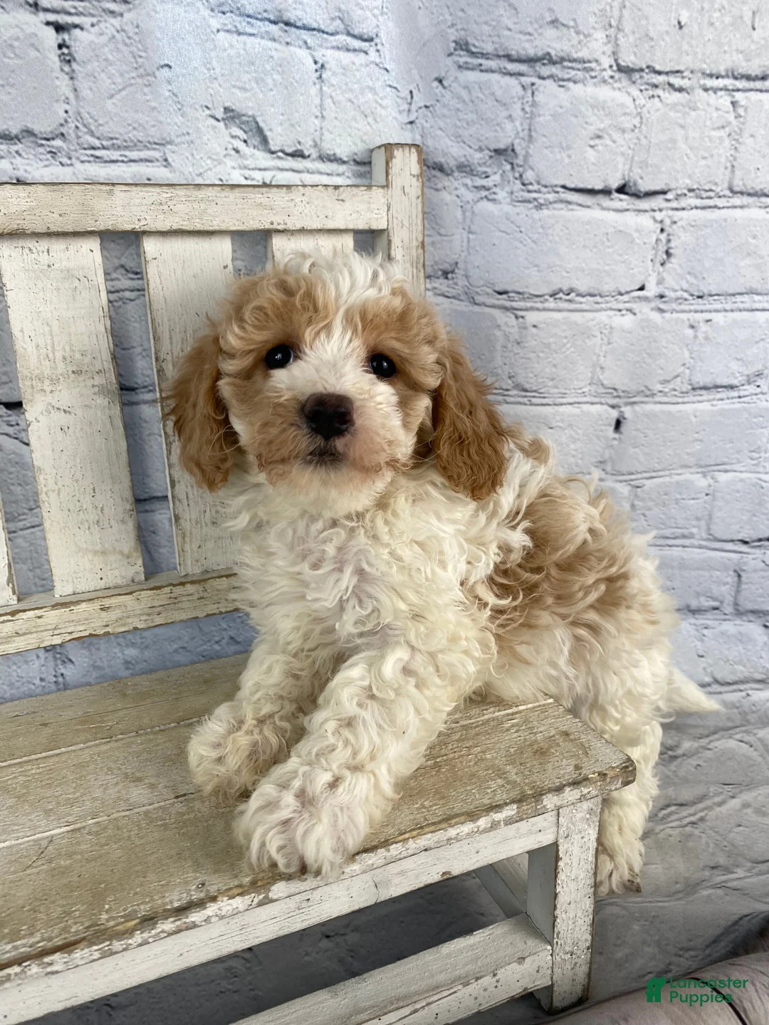 Cavapoo dogs for sale: Sadie - Ad 14