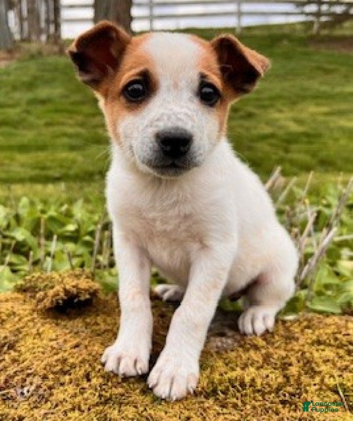 Mixed Breed dogs Lady - Ad 2