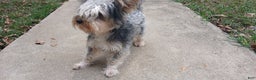 Yorkiepoo dogs for stud: Freddy Jrs - Ad 5