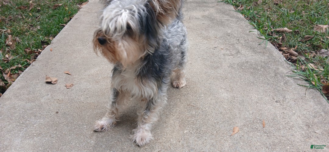 Yorkiepoo dogs for stud: Freddy Jrs - Ad 5