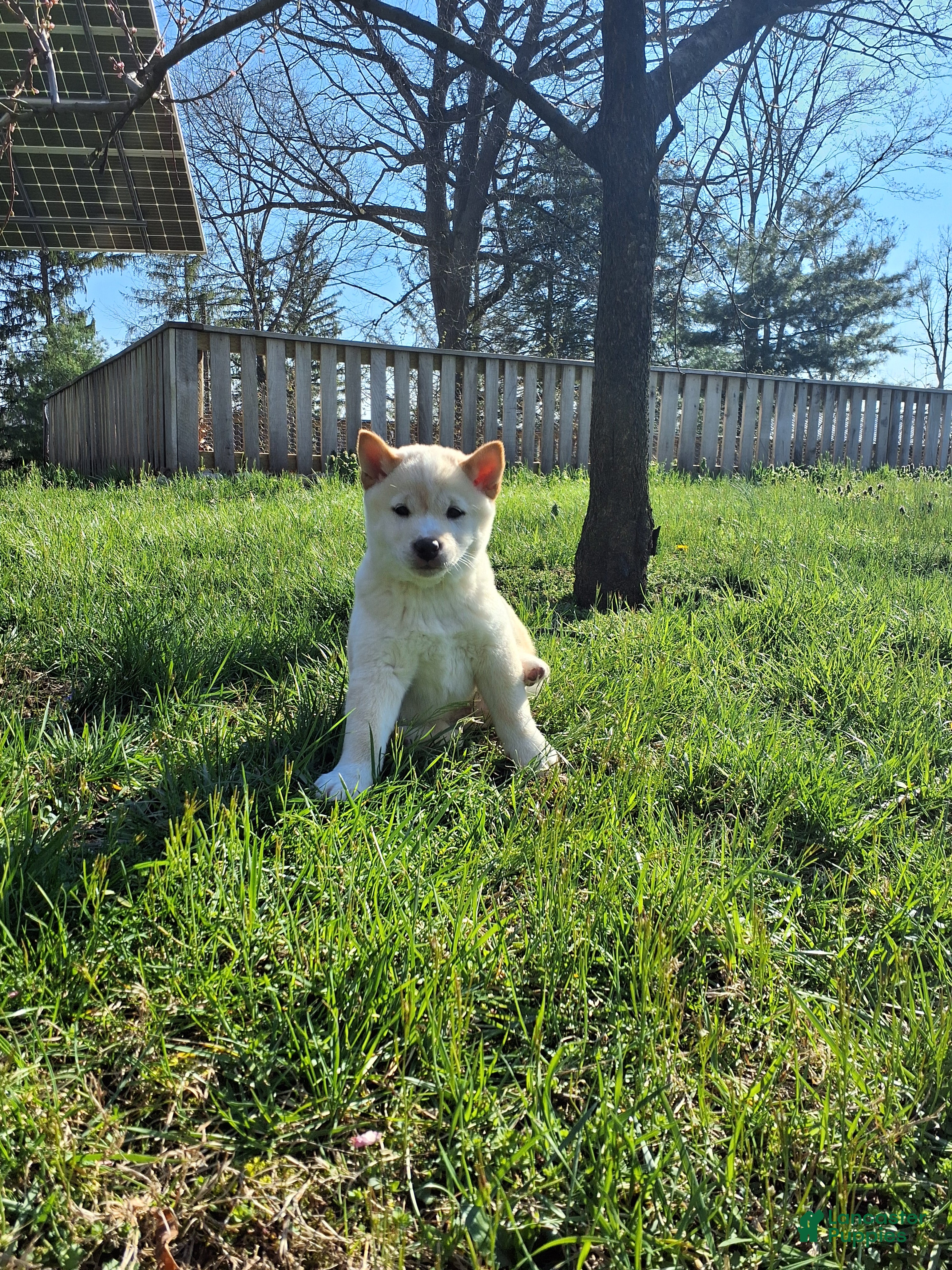 Shiba Inu dogs Rio - Ad 1