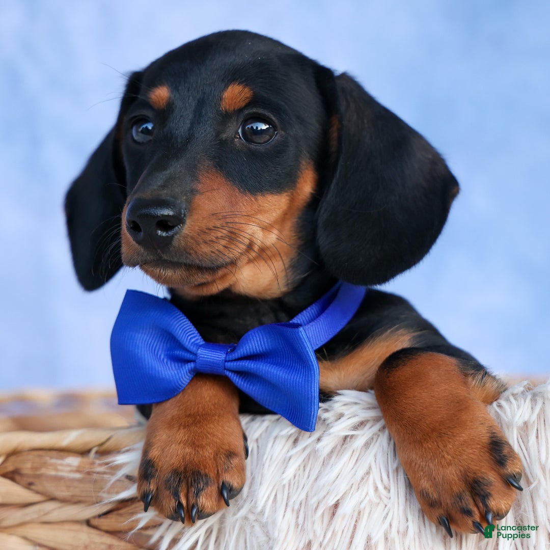 Wiener Dog Puppy Female Miniature Dachshund For Sale Miniature