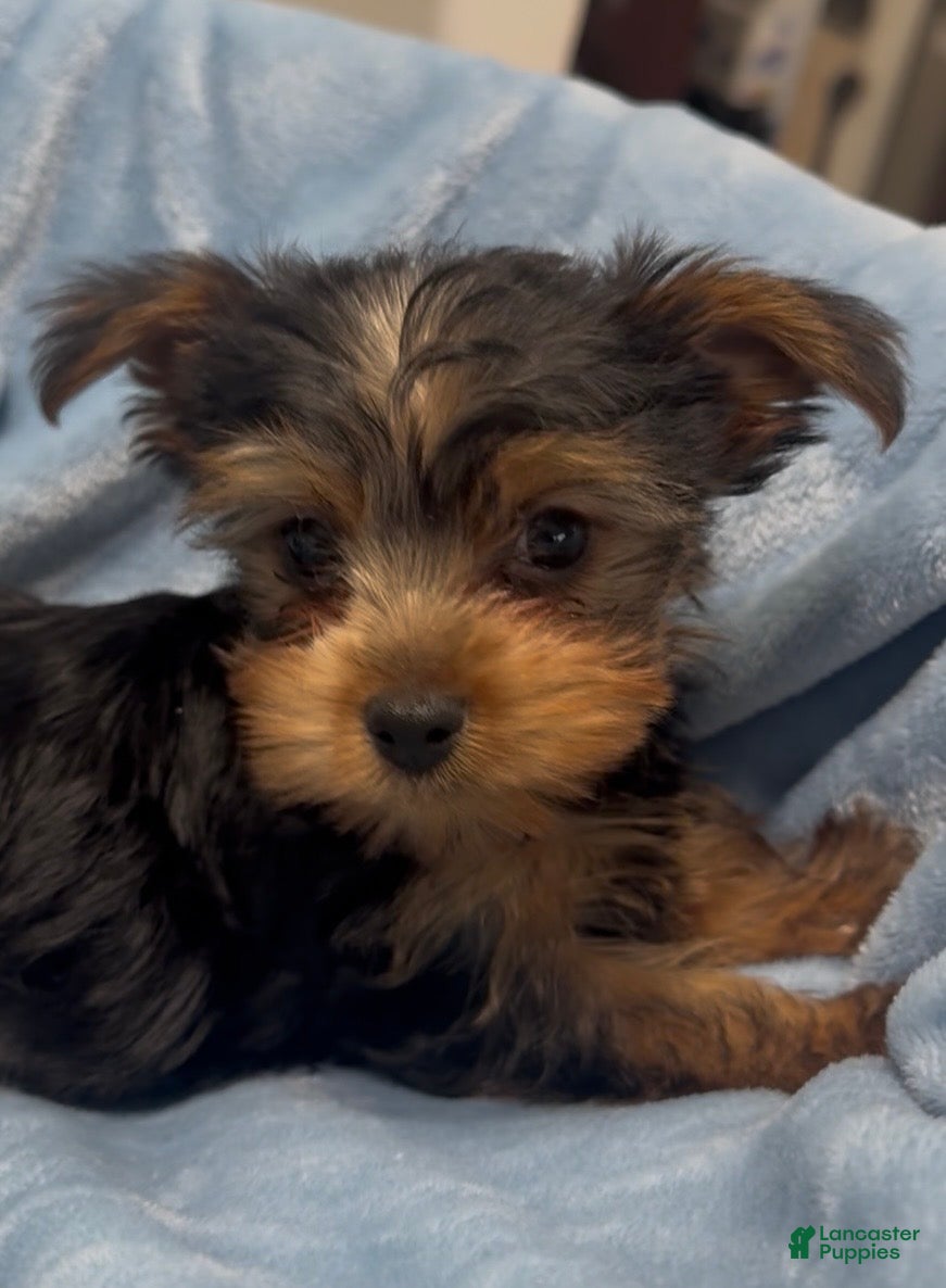 Yorkshire Terrier dogs Yorkshire Terrier  - Ad 11