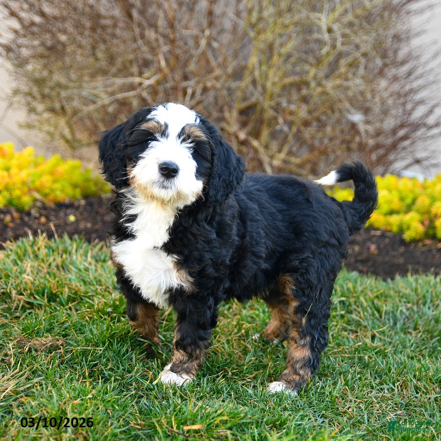 Mini Bernedoodle dogs Delta - Ad 2