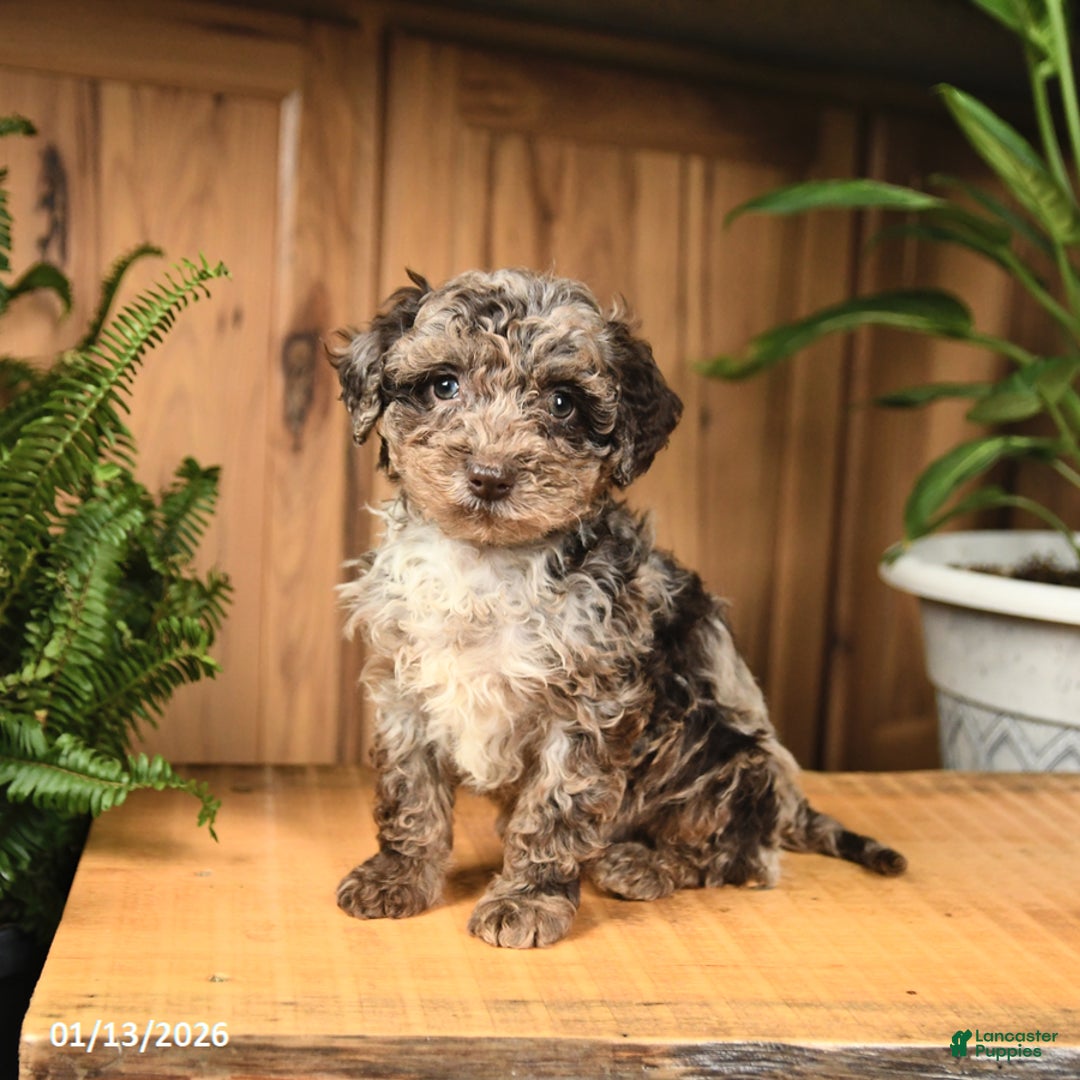 Miniature Poodle dogs for sale: Anthony - Ad 1