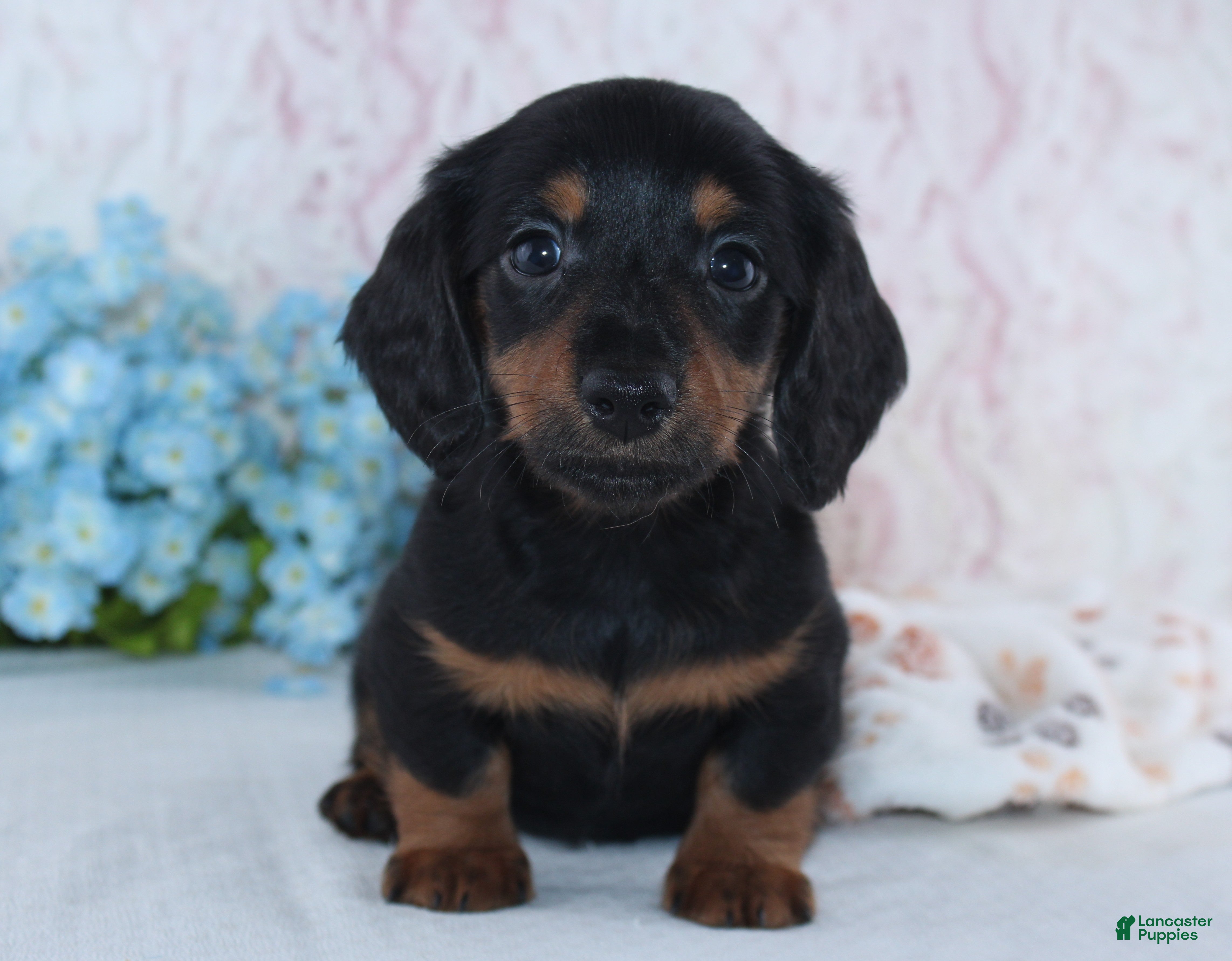 Miniature Dachshund dogs Hunter - Ad 2