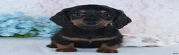 Miniature Dachshund dogs for sale: Hunter - Ad 2