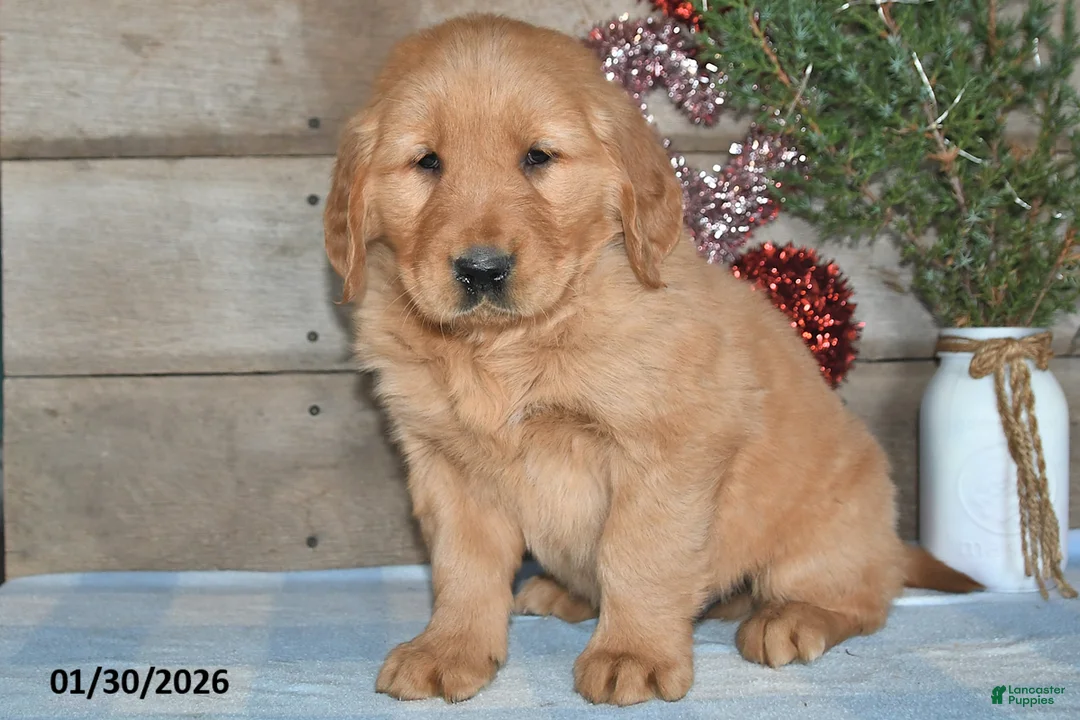 Golden Retriever dogs for sale: Alex - Ad 4