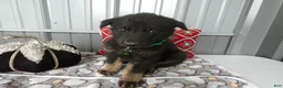 German Shepherd dogs for sale: German Shepherd 1 Starsky - Ad 1