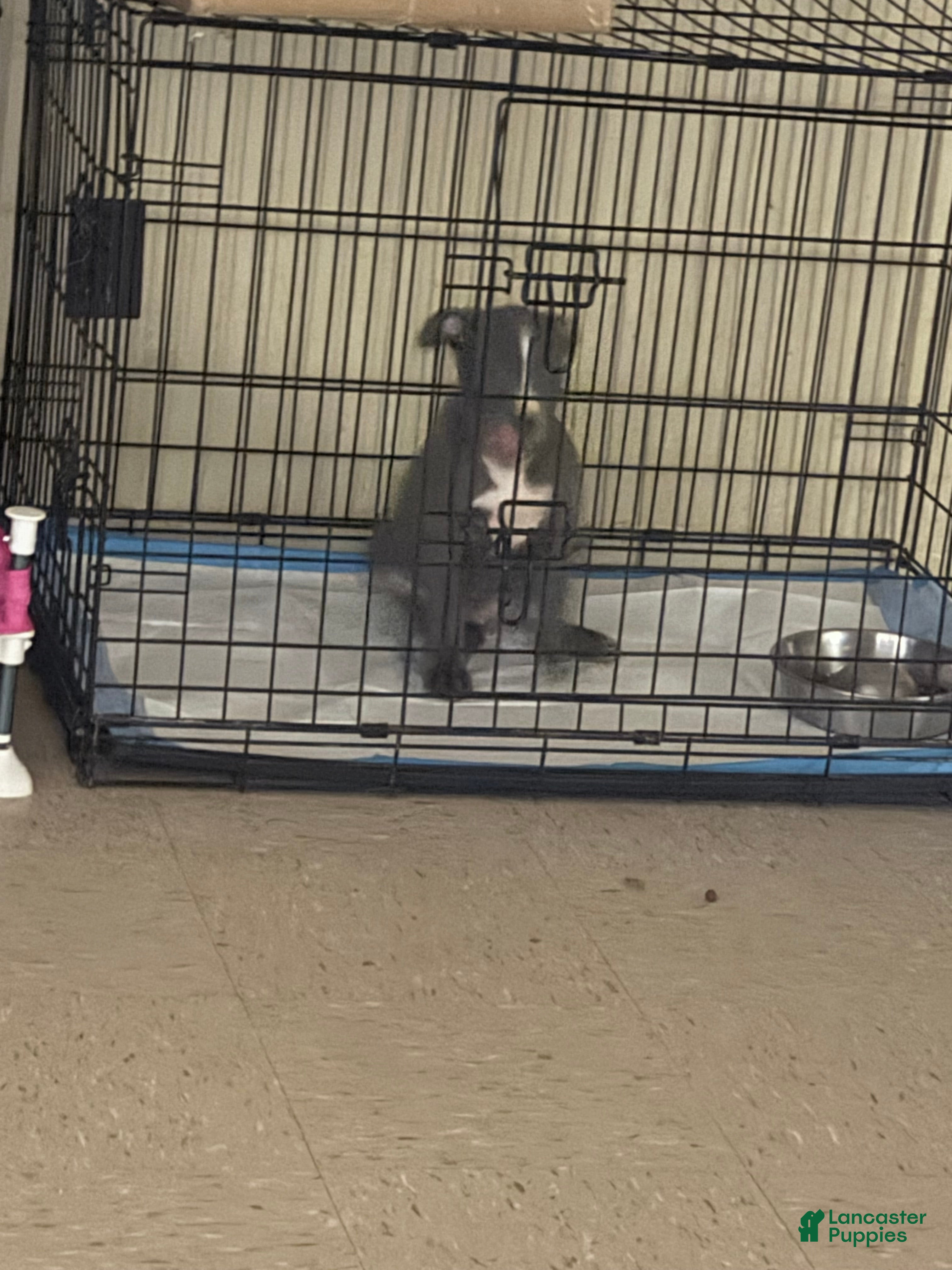 American Pit Bull Terrier dogs American Pit Bull Terrier Puppy 1 - Ad 12