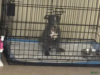 American Pit Bull Terrier dogs American Pit Bull Terrier Puppy 1 - Ad 12