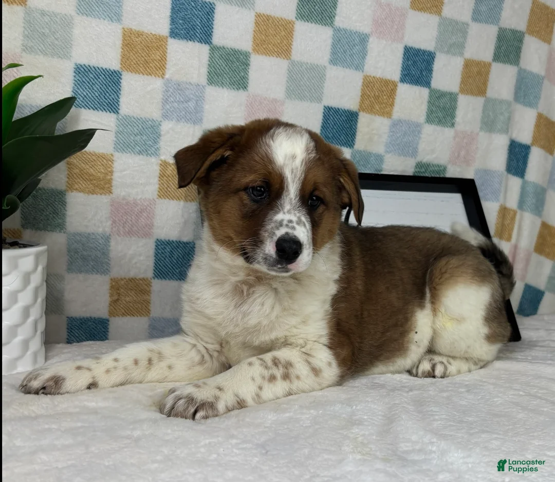 Australian Cattle Dog dogs for sale: Ryder - Ad 7