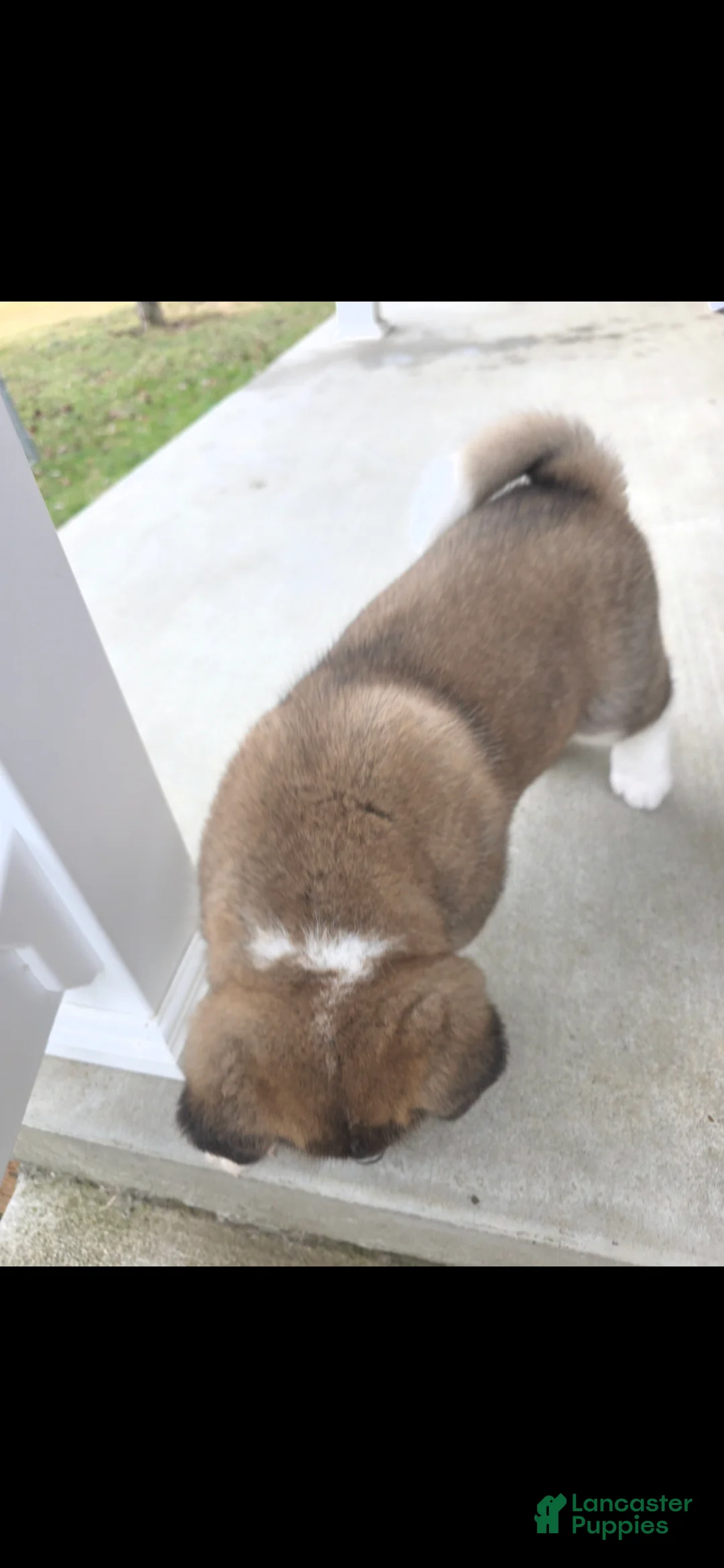 Akita dogs for sale: AKC Finn - Ad 5