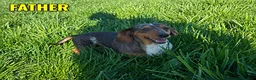 Dachshund dogs for sale: Tyson - Ad 8