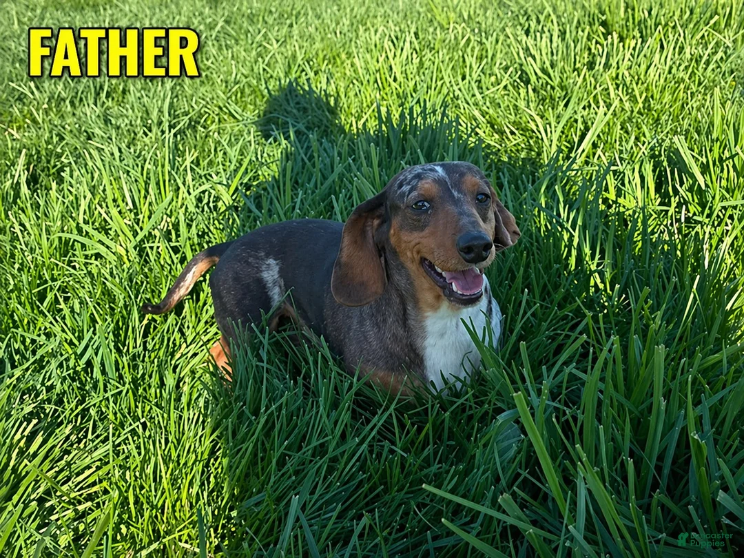 Dachshund dogs for sale: Tyson - Ad 8