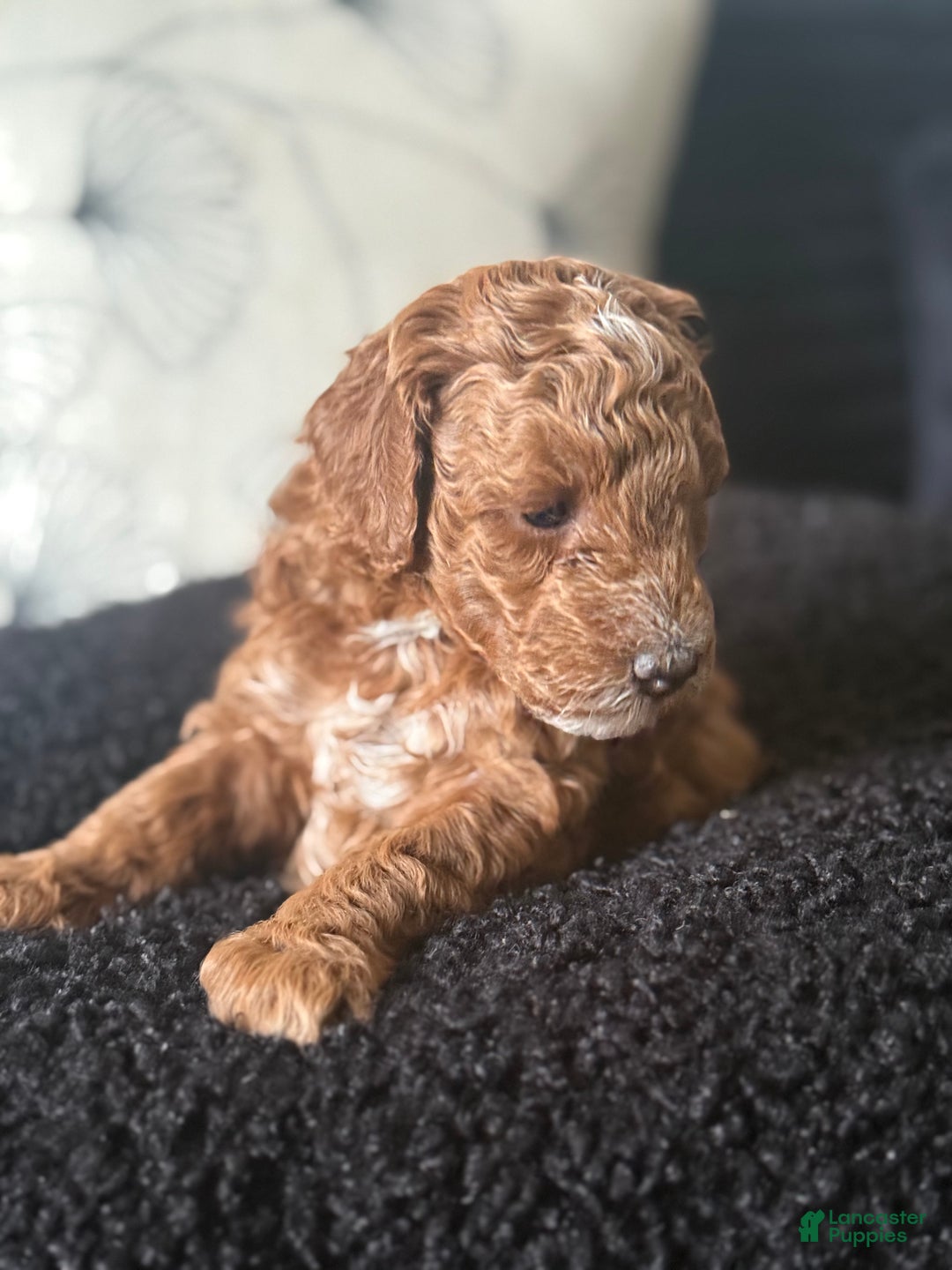 Toy Poodle dogs for sale: Toy Poodle Puppy 1 - Ad 3