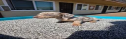 Miniature Dachshund dogs for sale: Lily - Ad 8