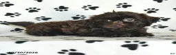 Shih Tzu dogs for sale: Ozzie - Ad 4