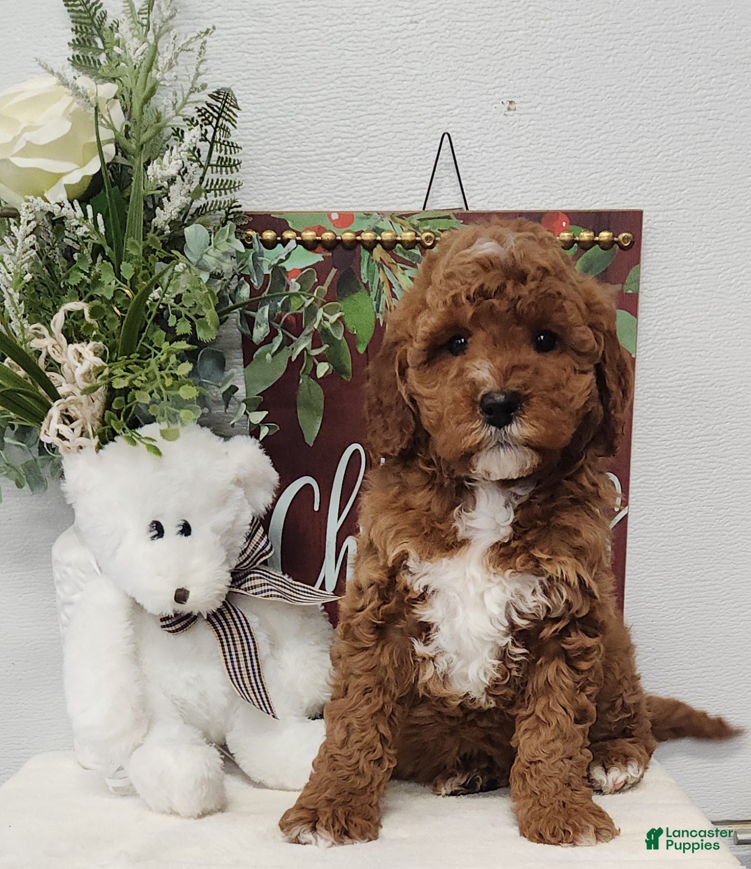 Mini Goldendoodle dogs Felicity  - Ad 15